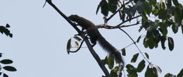 Image of Sun Squirrels