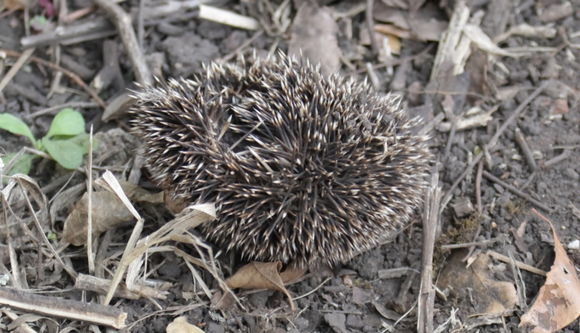 Image of Four-toed Hedgehog