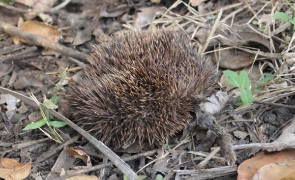 Image of Four-toed Hedgehog