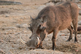 Image of Common Warthog