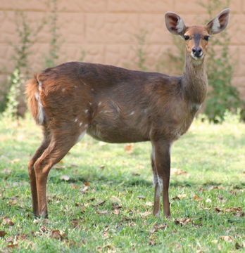 Image of Bushbuck