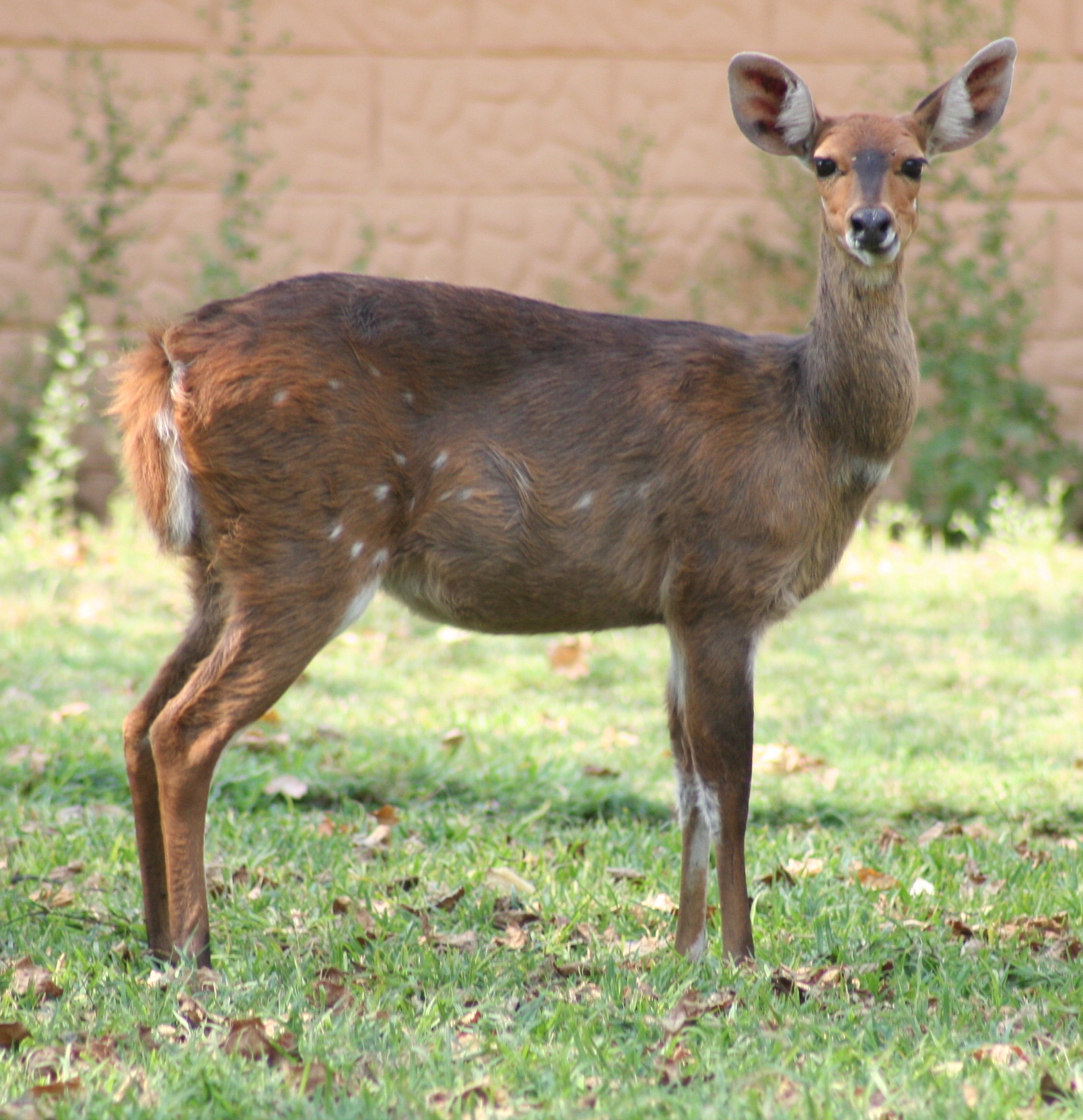 Image of Bushbuck