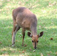 Image of Bushbuck