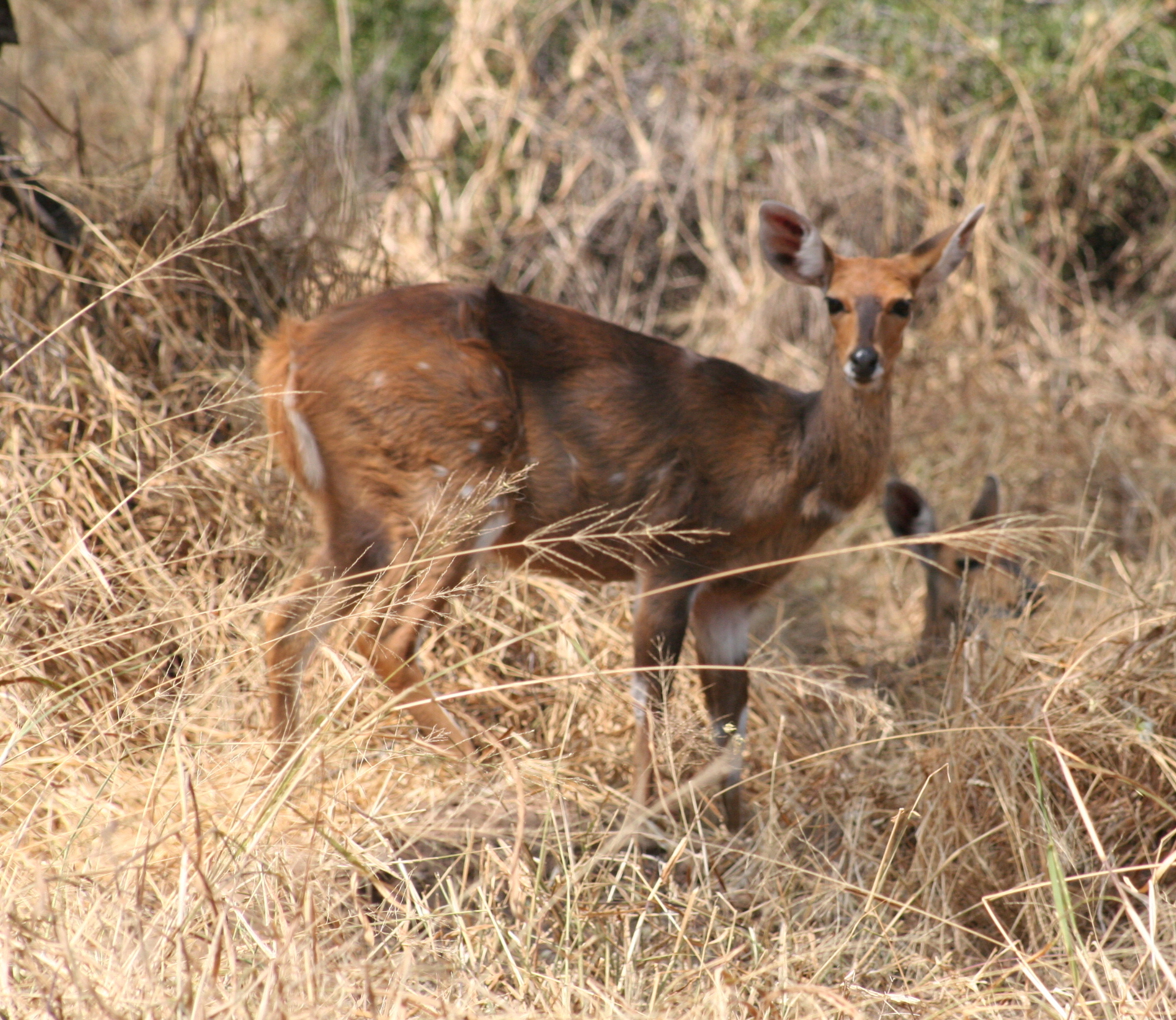 Image of Bushbuck