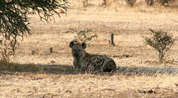 Image of Spotted Hyaenas