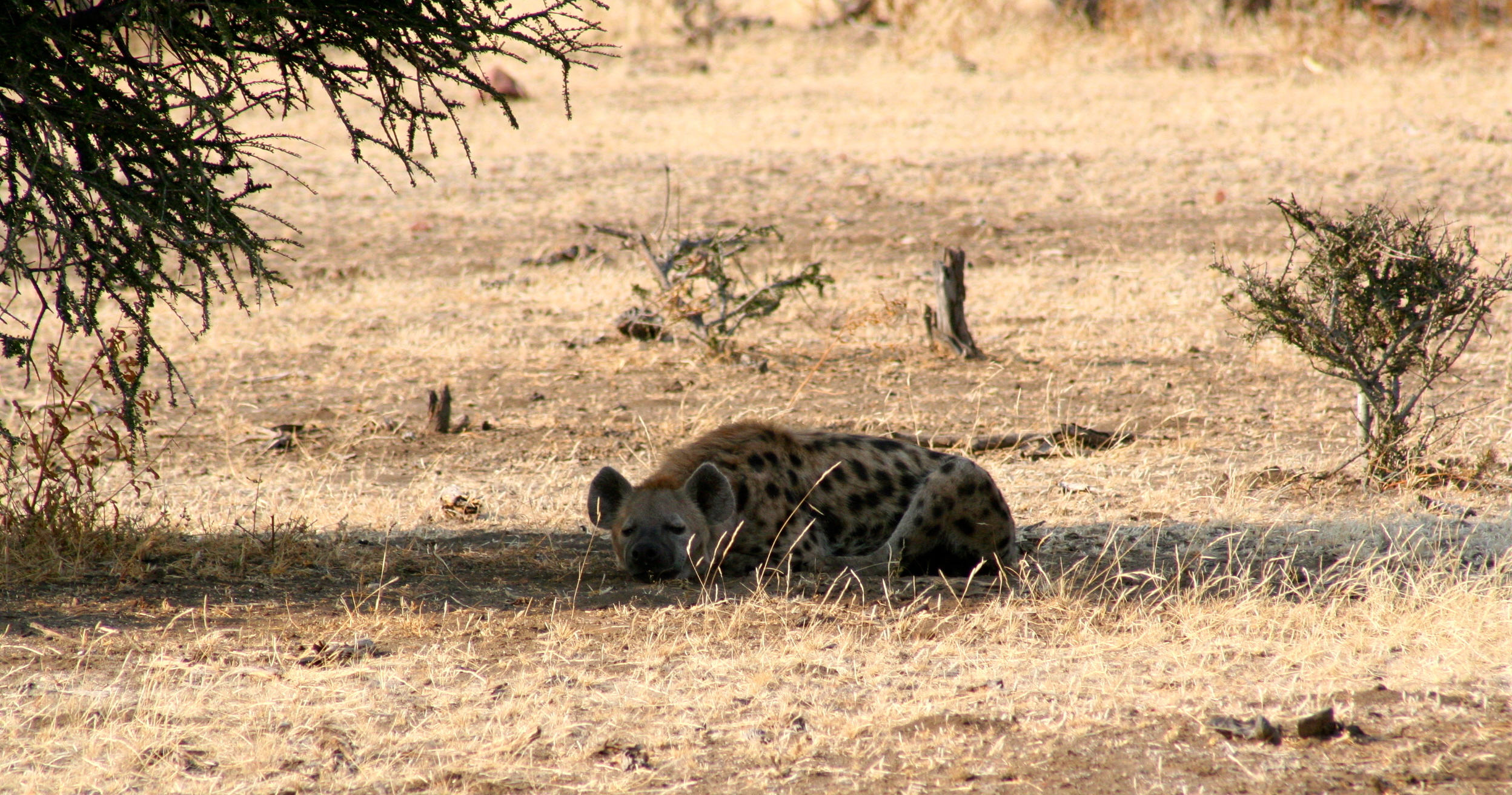 Image of Spotted Hyaenas