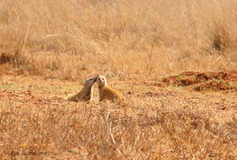 Image of Yellow Mongoose