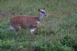 Image of Bushbuck