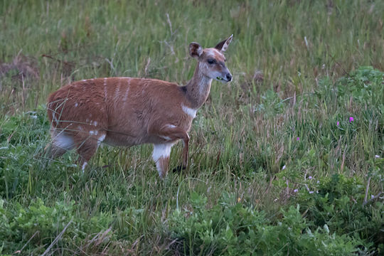 Image of Bushbuck