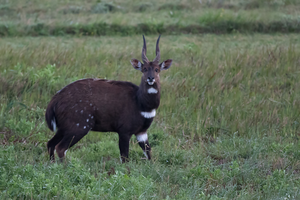 Image of Bushbuck