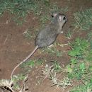 Image of Cape Short-eared Gerbil