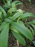 Image of bigleaf bristlegrass