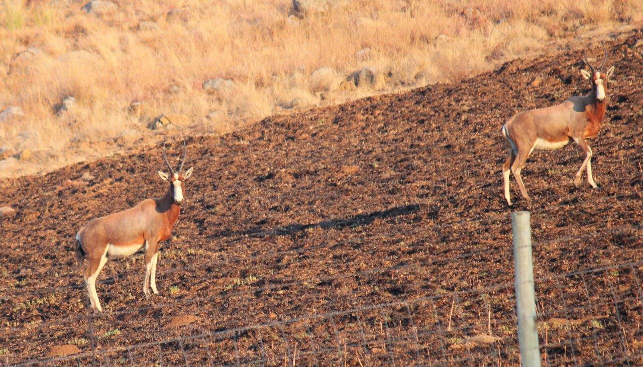 Image of Blesbok