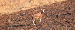 Image of Blesbok