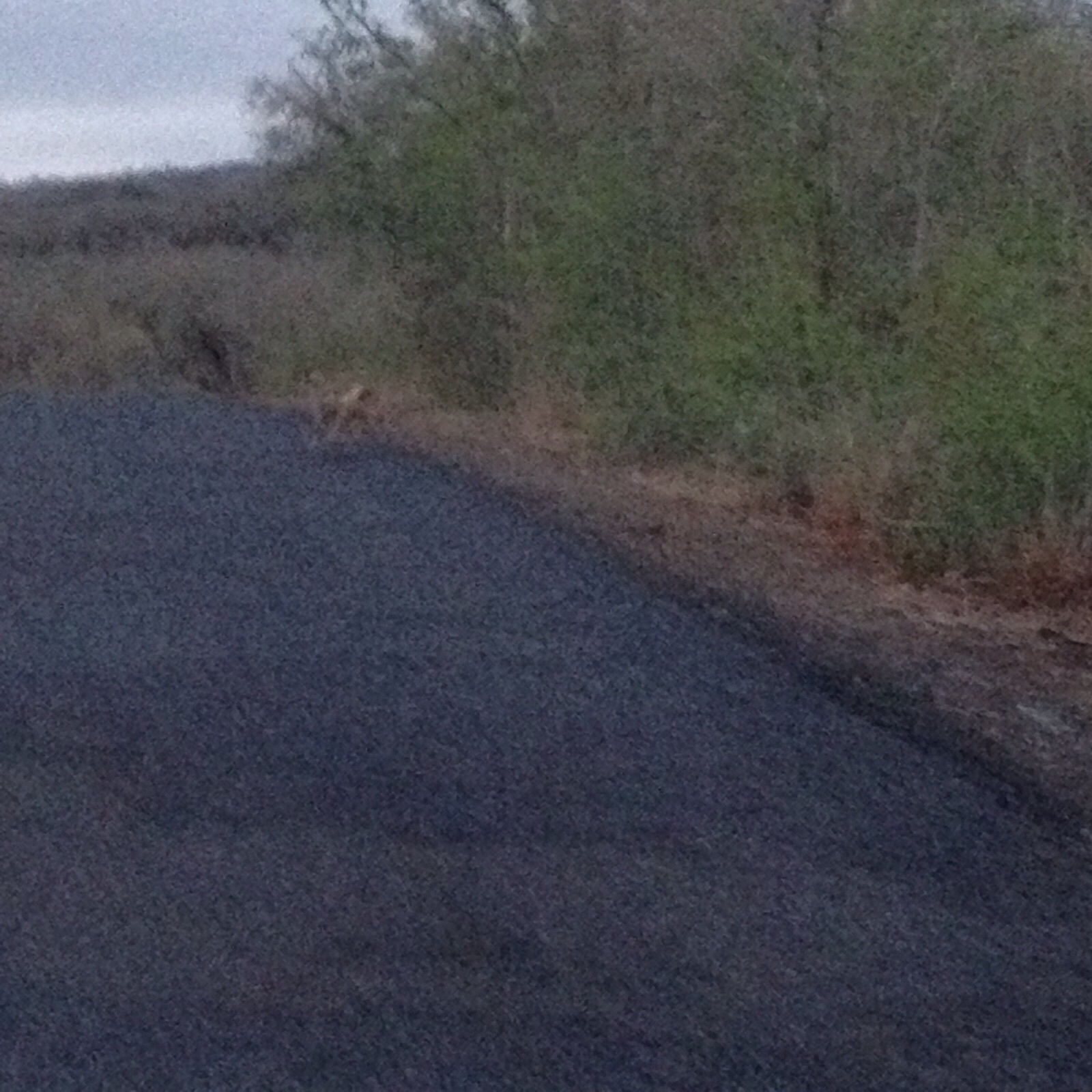 Image of Side-striped Jackal