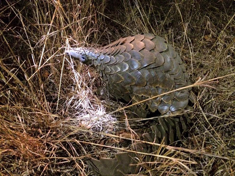 Image of Ground Pangolin -- Pangolin