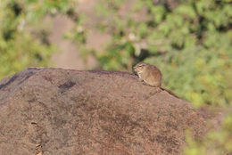 Image of dassie rats