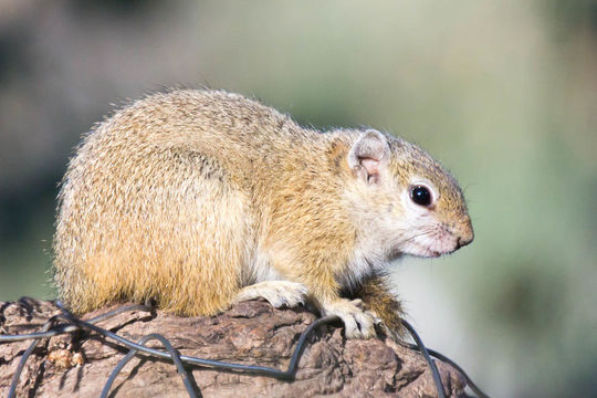 Image of Smith's Bush Squirrel