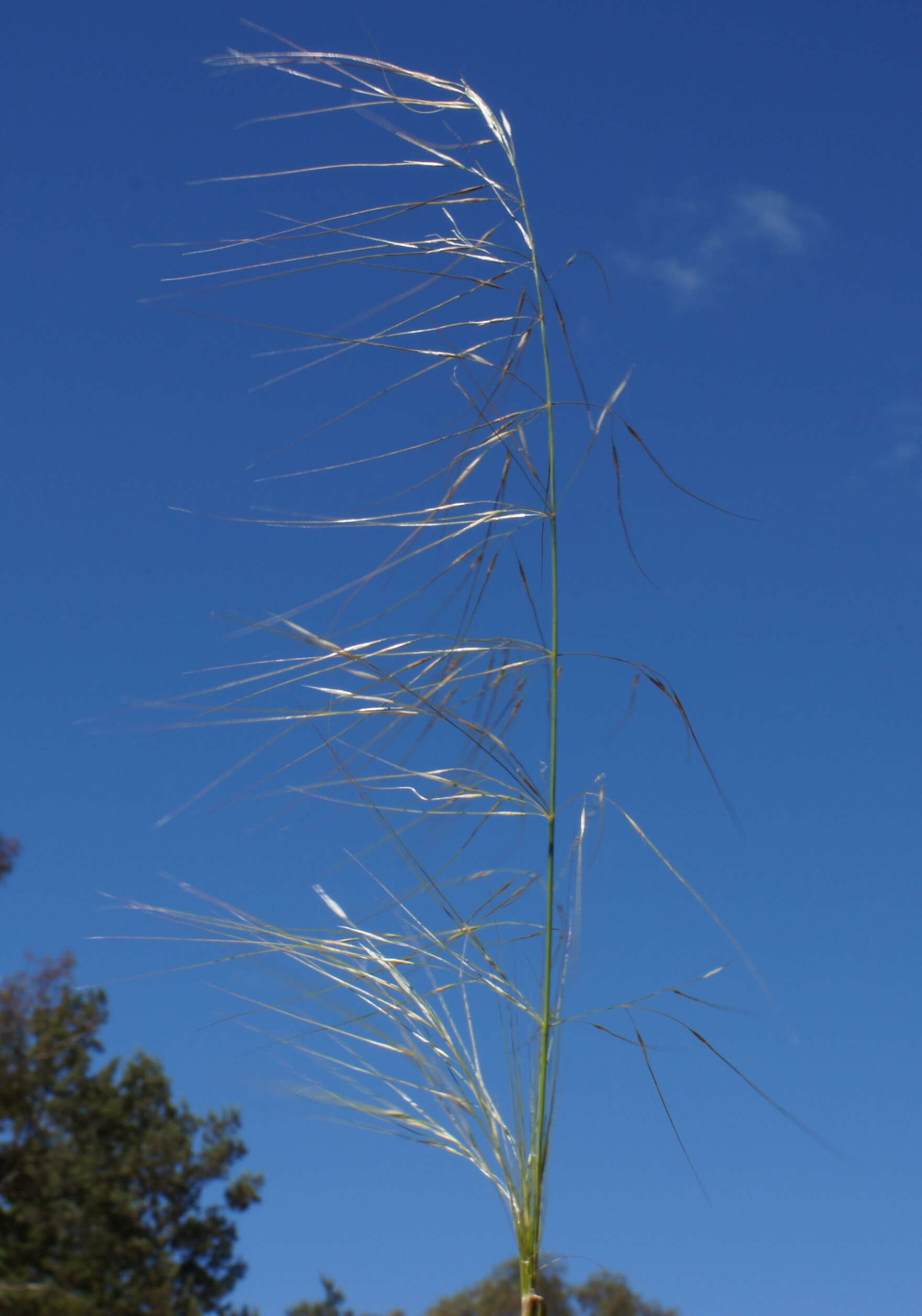 Image of Austrostipa nodosa (S. T. Blake) S. W. L. Jacobs & J. Everett