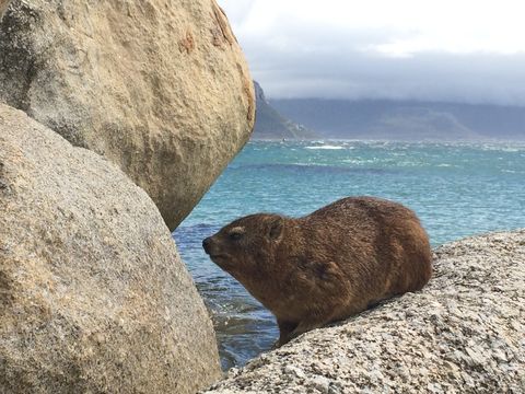 Image of Rock Hyrax