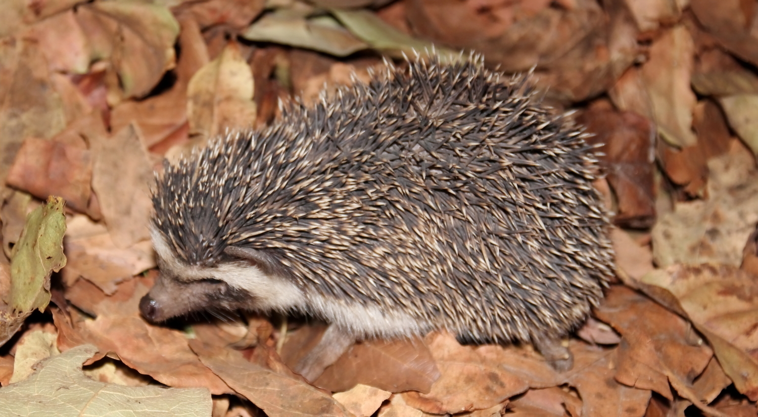 Image of Four-toed Hedgehog