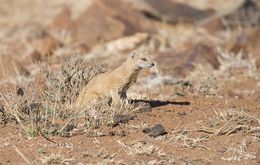 Image of Yellow Mongoose