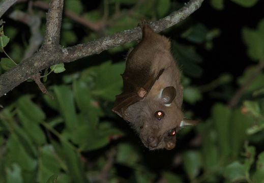 Image of Epauletted Fruit Bats