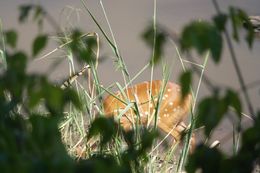 Image of Bushbuck