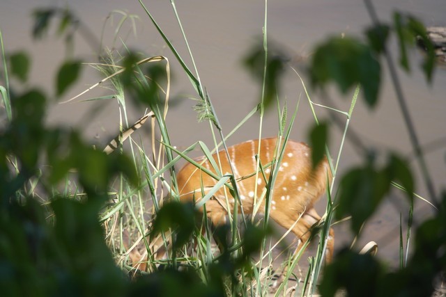 Image of Bushbuck