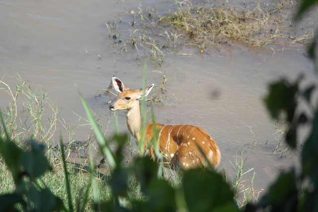 Image of Bushbuck