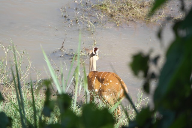 Image of Bushbuck