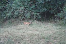 Image of Bushbuck