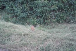 Image of Bushbuck