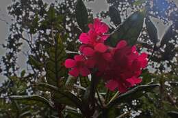 صورة Rhododendron rugosum Low ex Hook. fil.