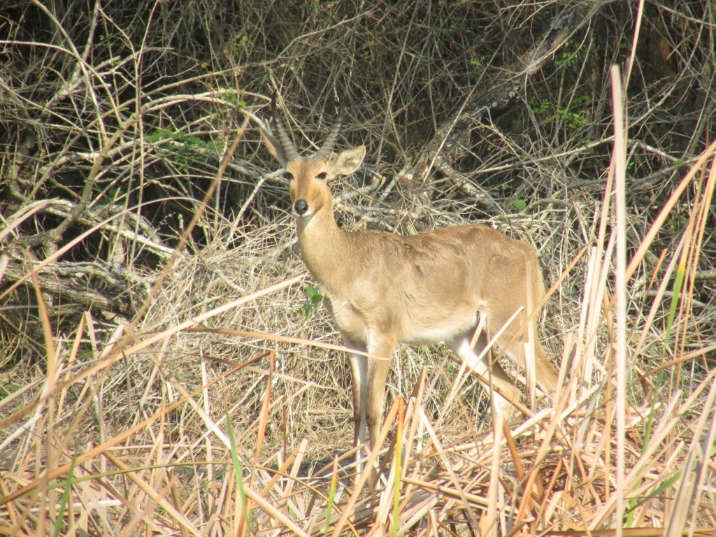 Image of Reedbuck