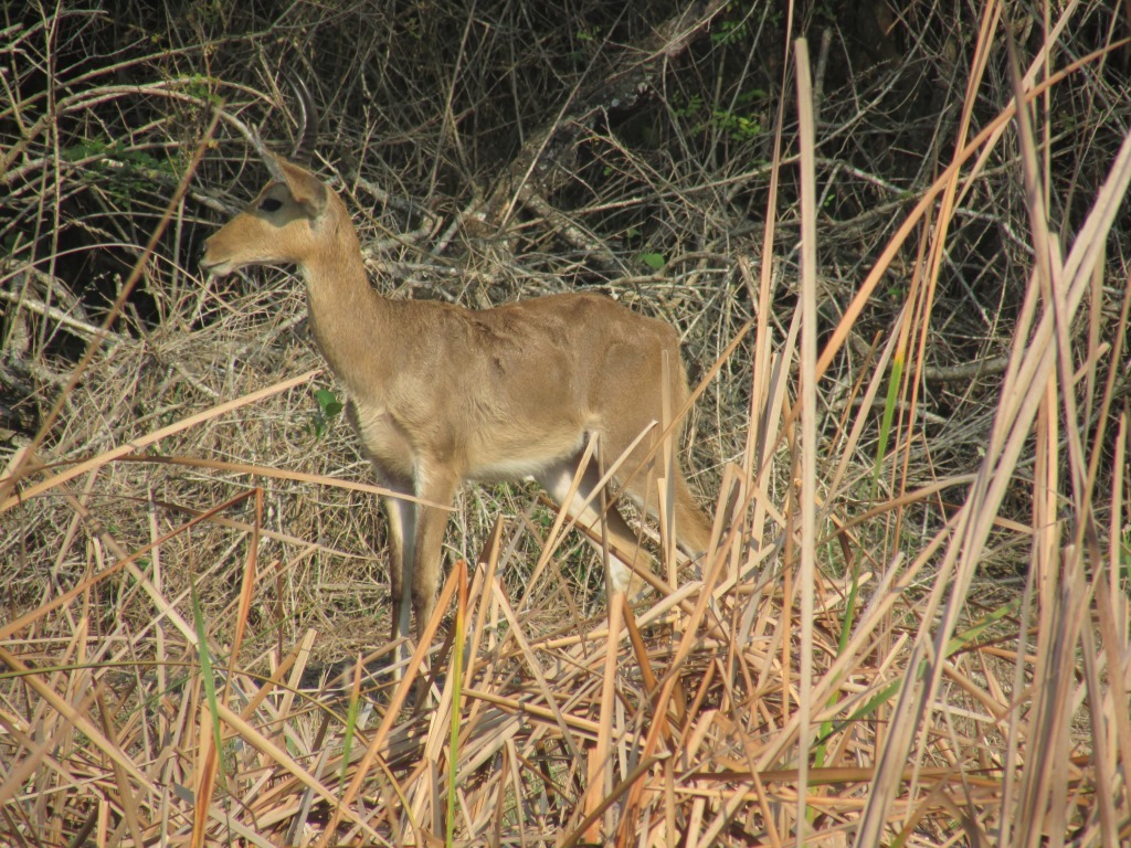 Image of Reedbuck