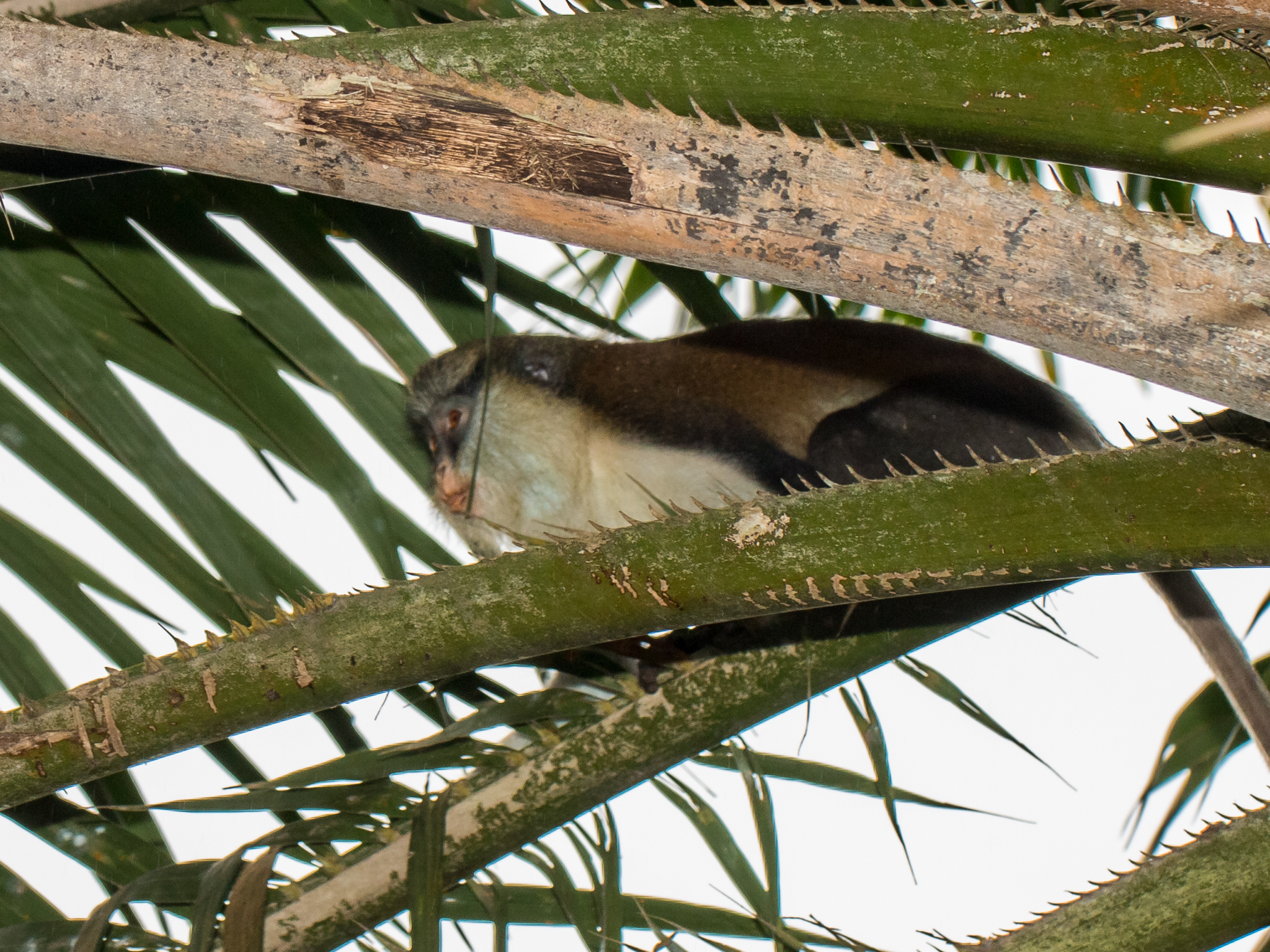 Image of Mona Guenon