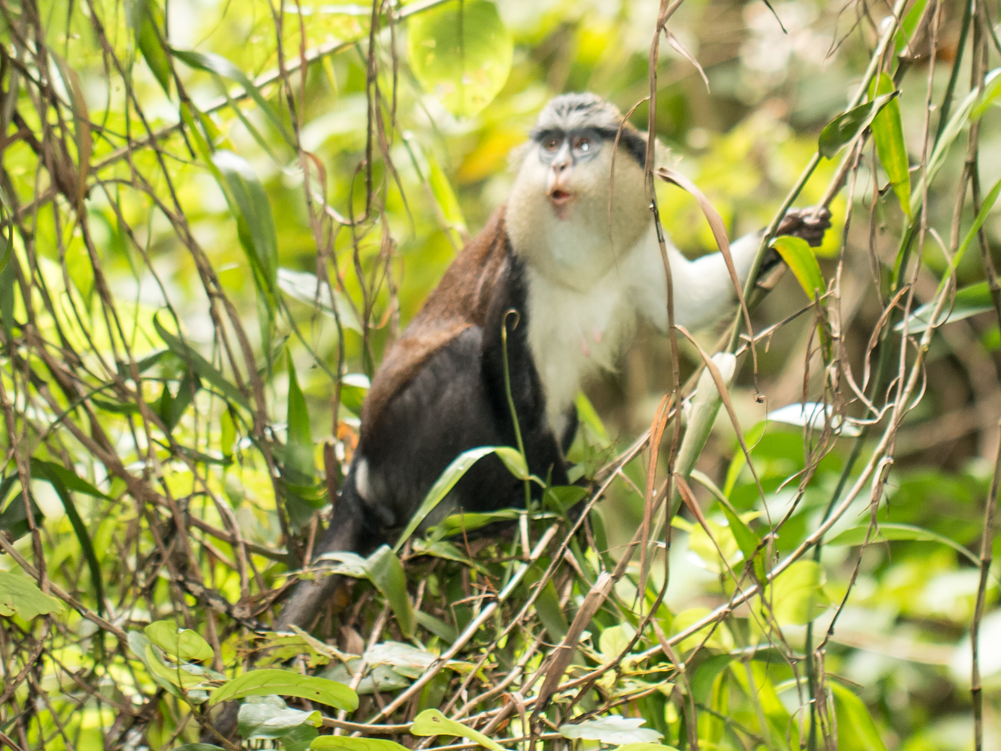 Image of Mona Guenon