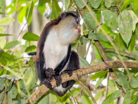 Image of Mona Guenon