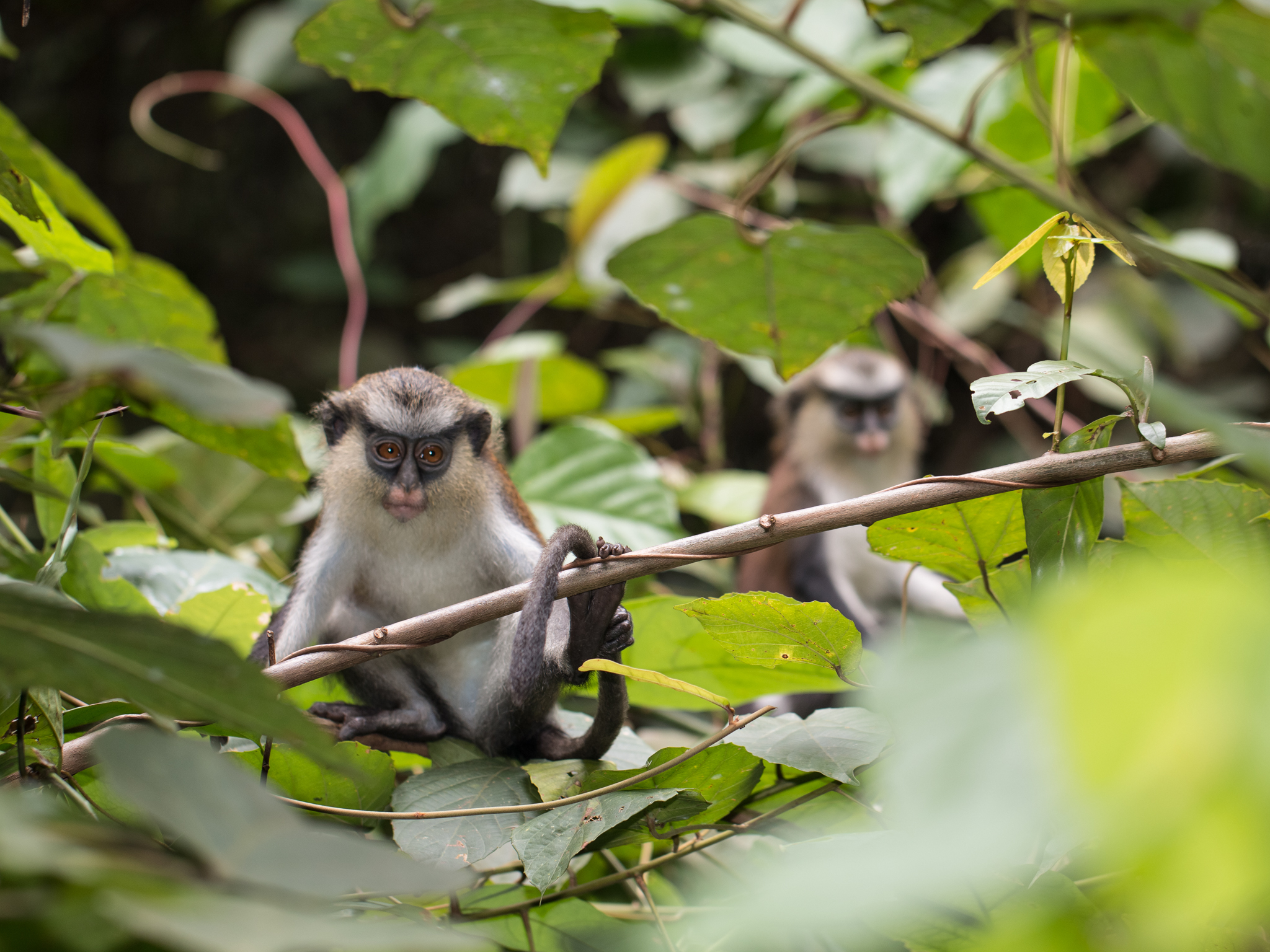 Image of Mona Guenon