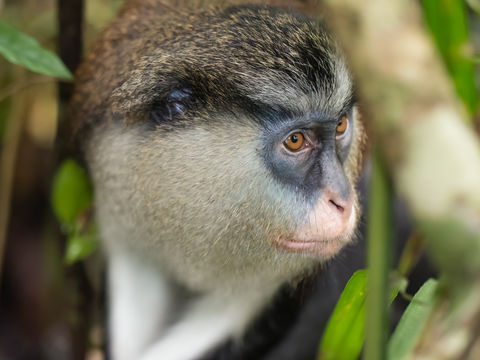 Image of Mona Guenon