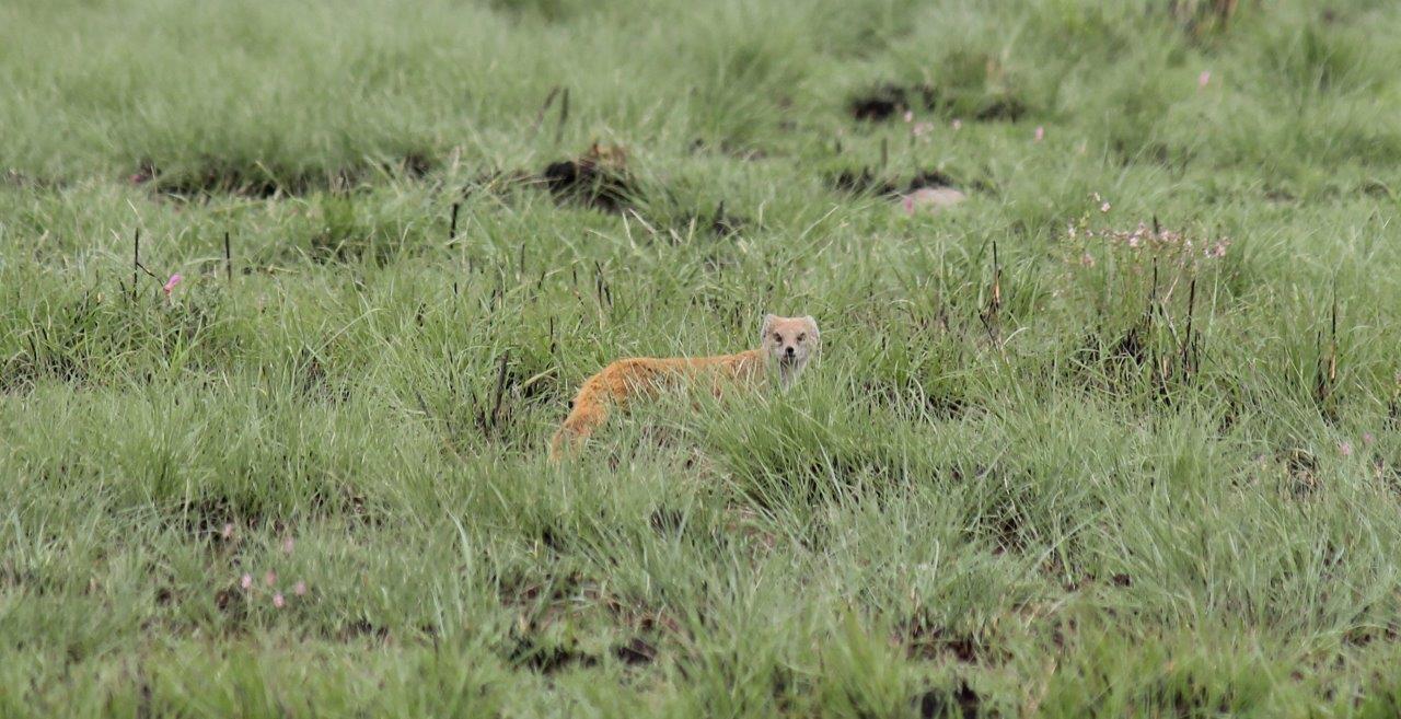 Image of Yellow Mongoose