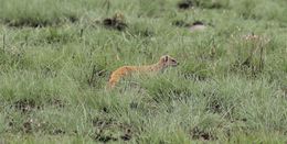 Image of Yellow Mongoose