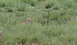 Image of Yellow Mongoose