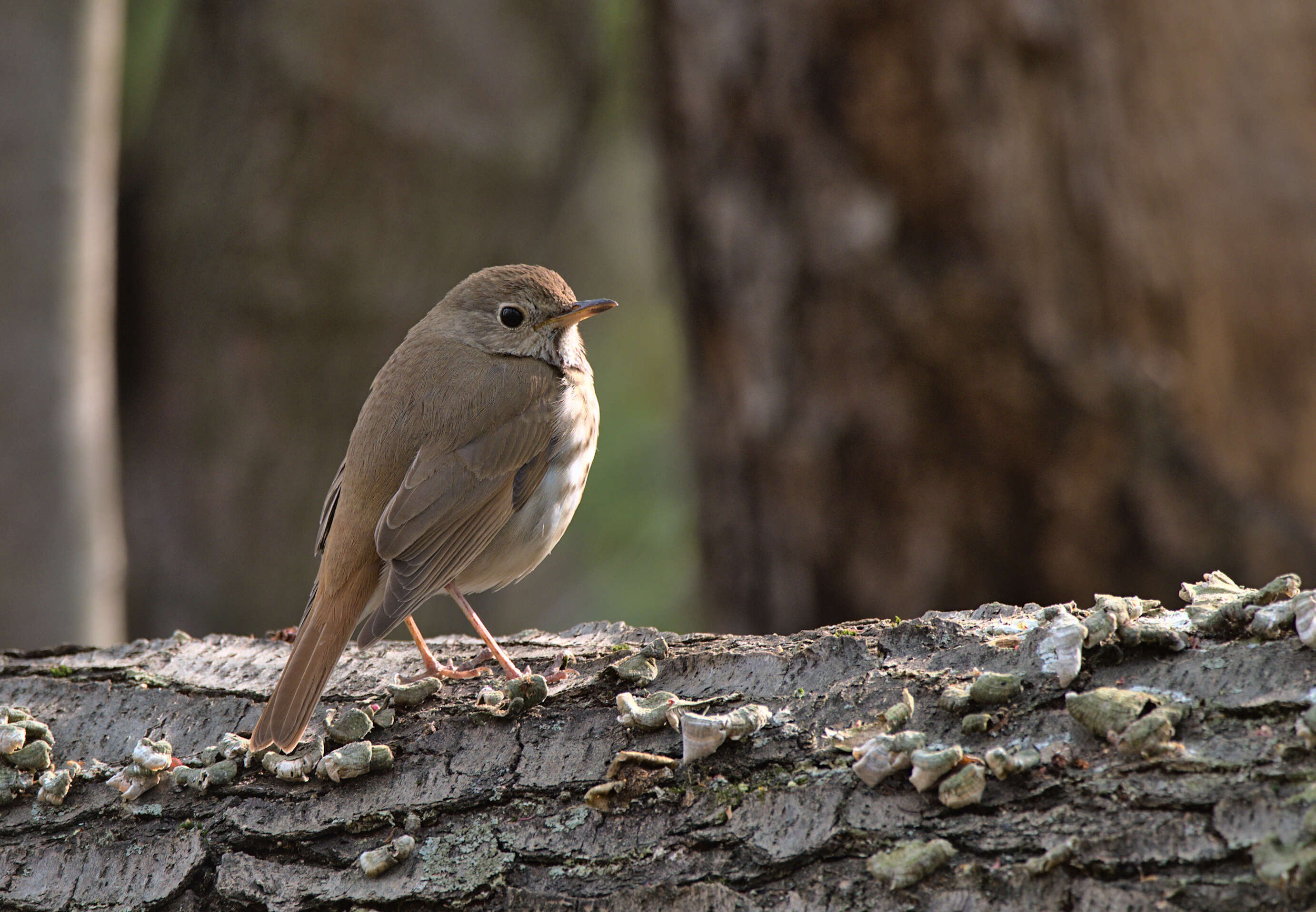 Image of Hermit Thrush