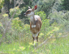 Image of Bushbuck