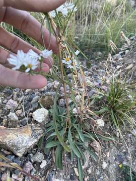 Image de Symphyotrichum porteri (A. Gray) G. L. Nesom