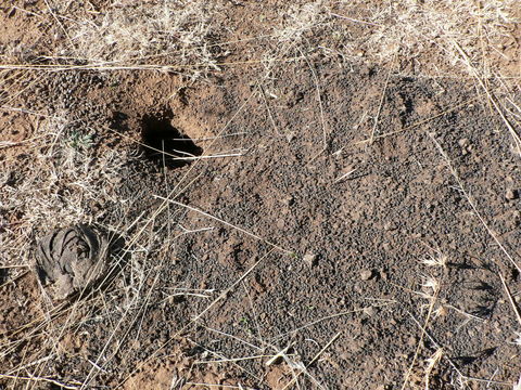 Image of Four-striped Grass Mouse