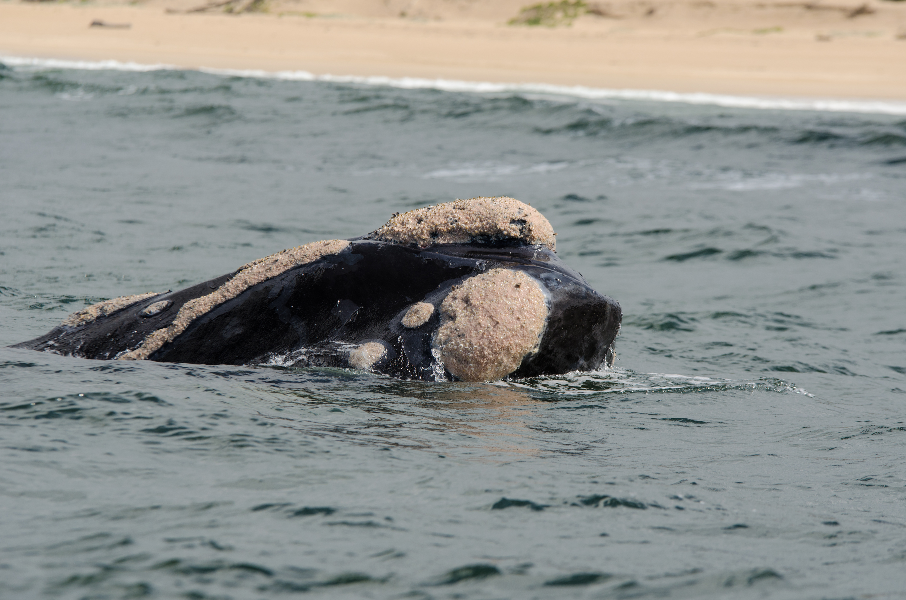 Image of Southern Right Whale