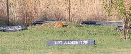 Image of Yellow Mongoose